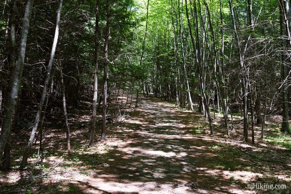 Flat trail with tall skinny trees flanking it.