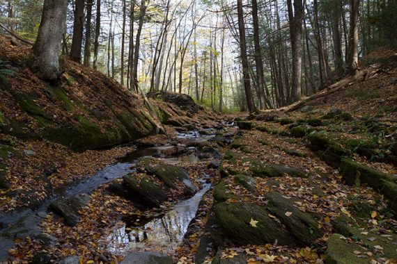 Van Campens Glen stream covered with fall leaves.