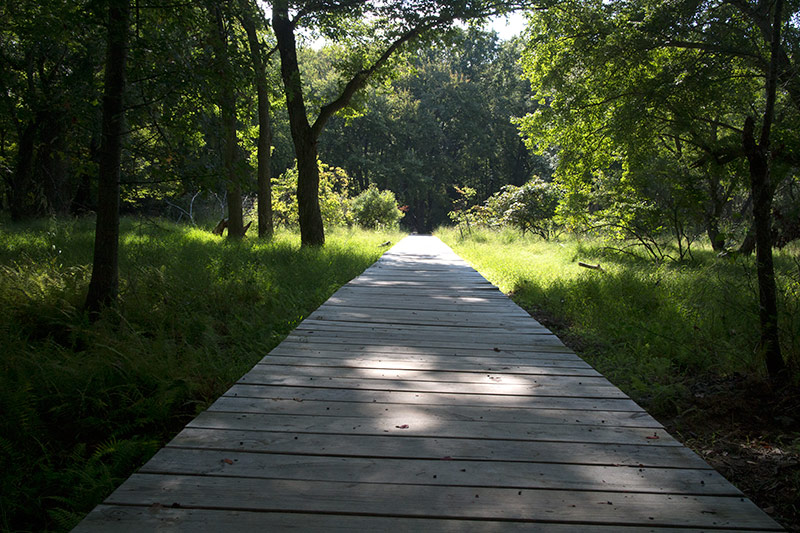 cheesequake-state-park-green-trail-njhiking