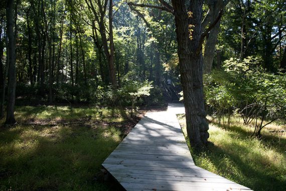 Wide wooden boardwalk on a trail.