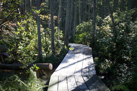 Boardwalk trail through a cedar swamp.