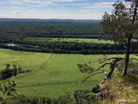 Gnarled tree on a cliff with fields below.