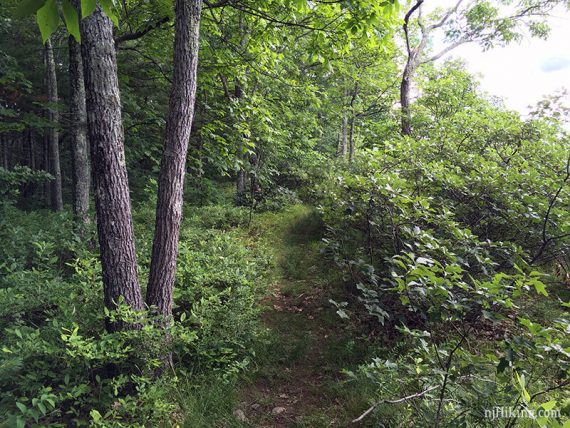 Faint casual path through foliage.