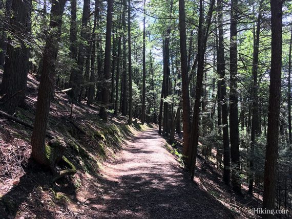 Flat trail with tall trees on either side.