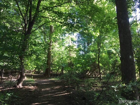 Shore Line Trail (WHITE)