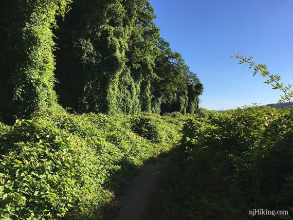 Tall thick vegetation along a trail.