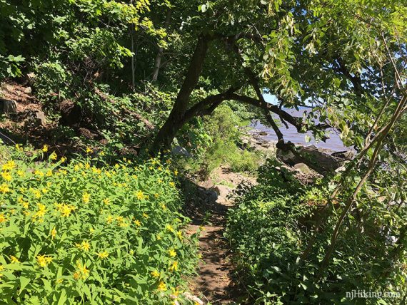 Narrow dirt path through vegetation.