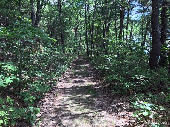 Wide flat path with short trees on either side.