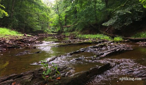 Shallow stream over shale rock surrounded by green trees