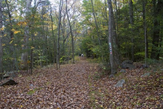 Five trails start at the same trailhead.