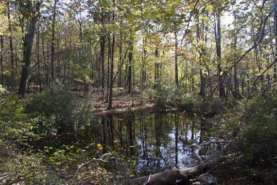 Wet area along Appalachian Trail