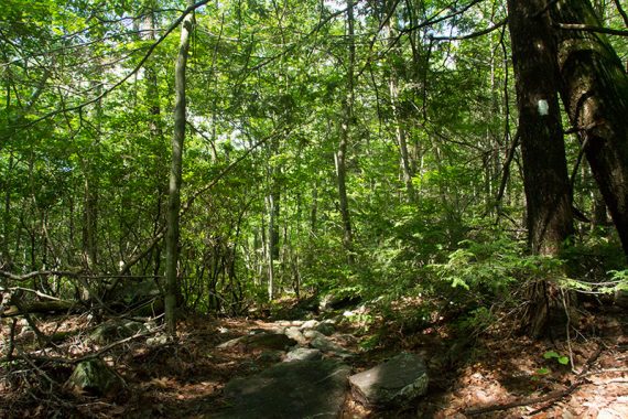 Bearfort Ridge trail in a hemlock forest