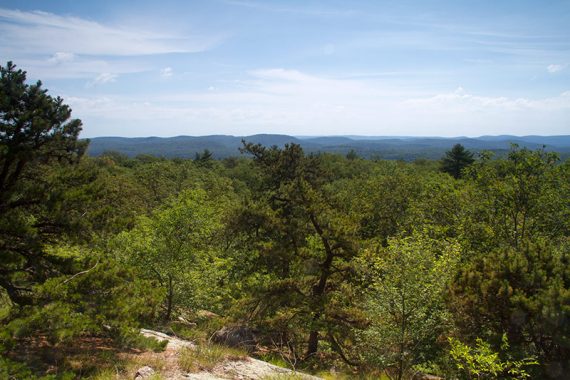 View of tree tops from an overlook.