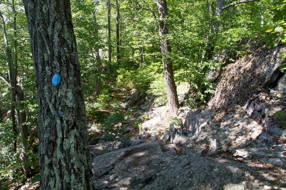 Very rocky trail with a blue trail marker on a tree.