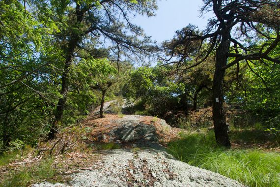 Marker on a curved tree near large rocks on a trail