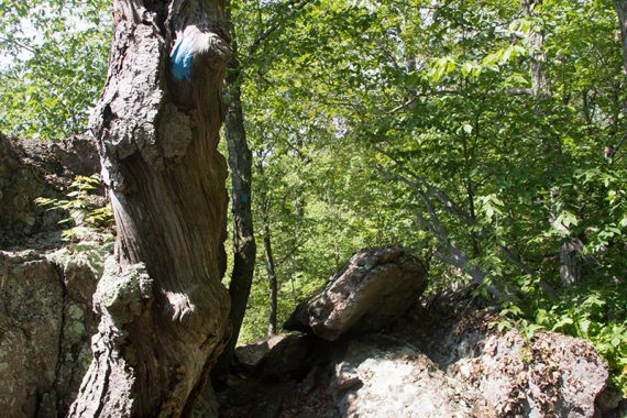 Gnarled tree with a blue trail marker.