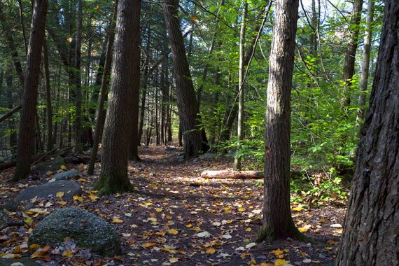 The trail through Tillman Ravine.