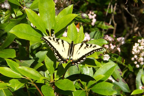 Butterfly on mountain laurel
