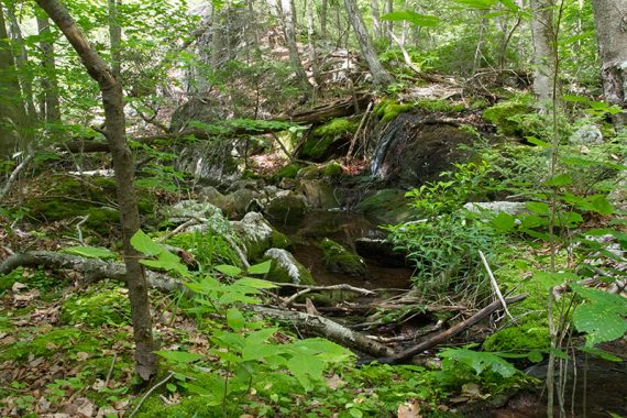 Small stream surrounded by lush green vegetation.