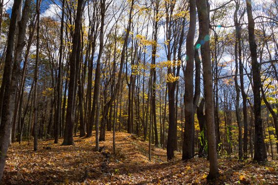 Sun streaming through fall foliage on the cemetery trail.