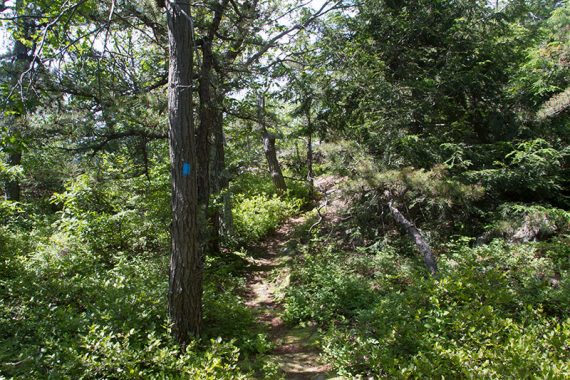 Evergreen trails along a trail.