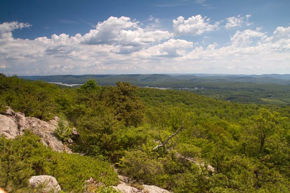 Viewpoint looking over green trees with fluffy white clouds.