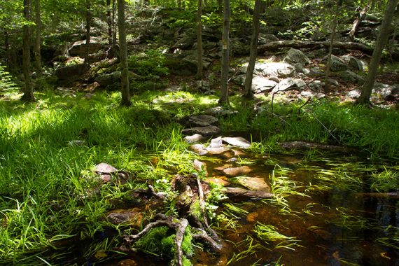 Wet area to cross on rocks on the Ernest Walker trail