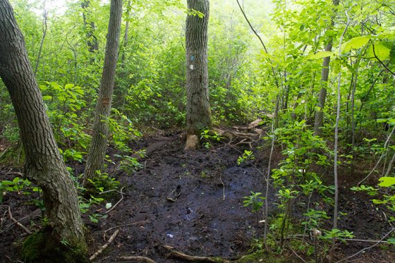 Large area of muddy trail with an old shoe stuck in it