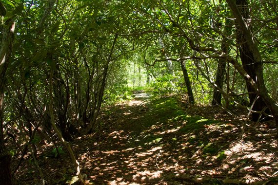 Rhododendron Tunnel on the Ernest Walker trail