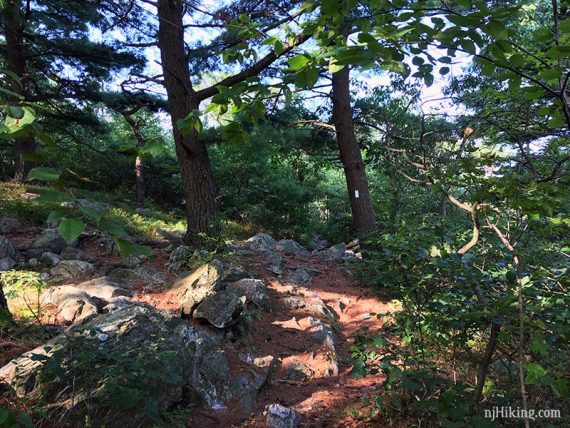 Hiking the Appalachian Trail through shady evergreens.