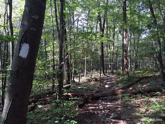 White trail marker on a tree.