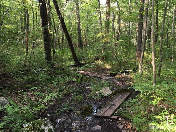 Planks over wet trail