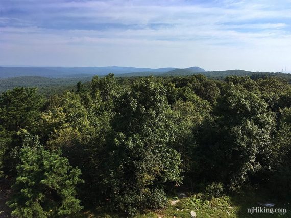 View over green trees