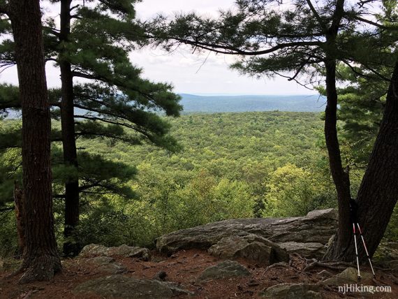 Viewpoint looking between evergreen trees with trekking poles leaning on a tree.