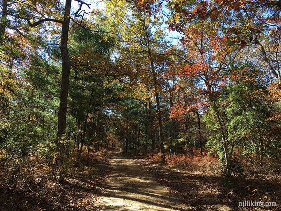 Wide sand road with pine and deciduous trees.