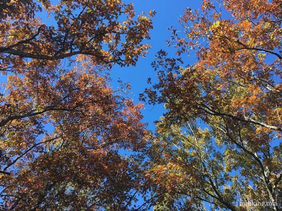 Fall foliage in the pine barrens.