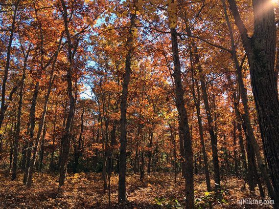 Rust red and orange foliage on trees.