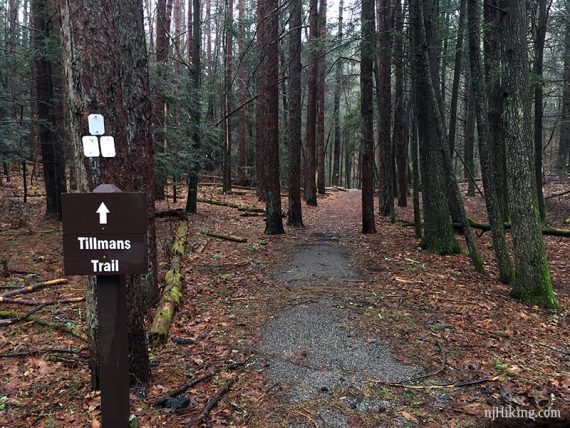 Tillmans Trail sign and white blazes on a tree.