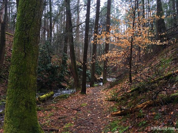 Trail in a ravine next to a stream.