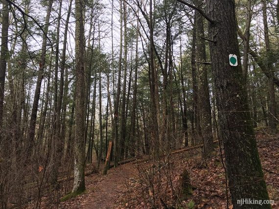 Green trail marker on a tree.