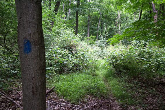 Overgrown BLUE trail.