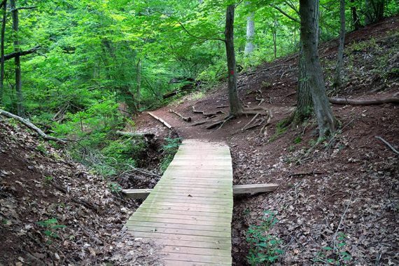 Wooden footbridge on the red trail