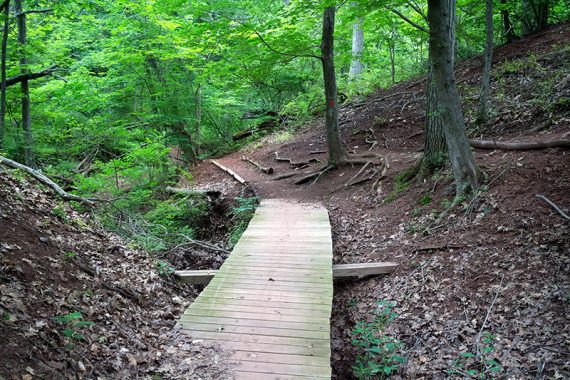 Wooden footbridge on the red trail.