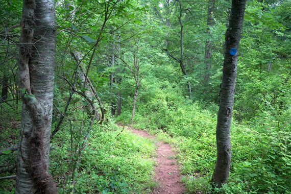 BLUE trail marker on a thin tree next to a narrow path.