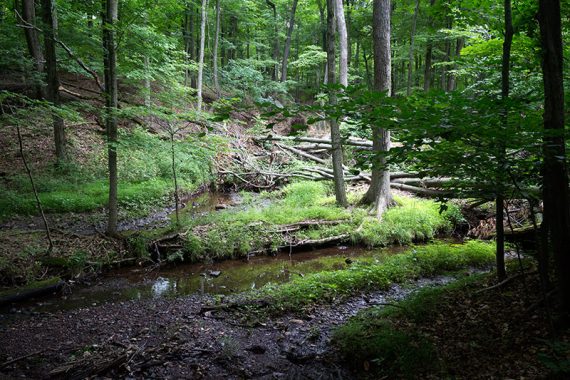 Buell Brook.