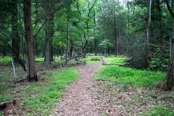 Flat trail with green trees.