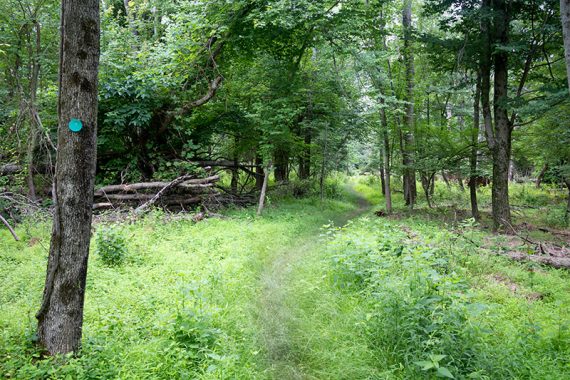 Narrow Green trail almost covered by weeds.