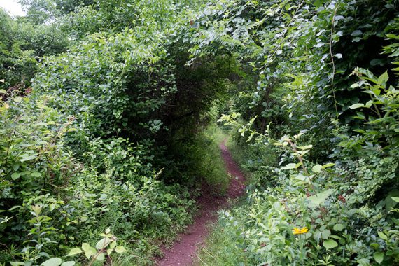 Narrow trail covered by a tunnel of vegetation