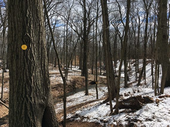 YELLOW trail along Buell Brook.