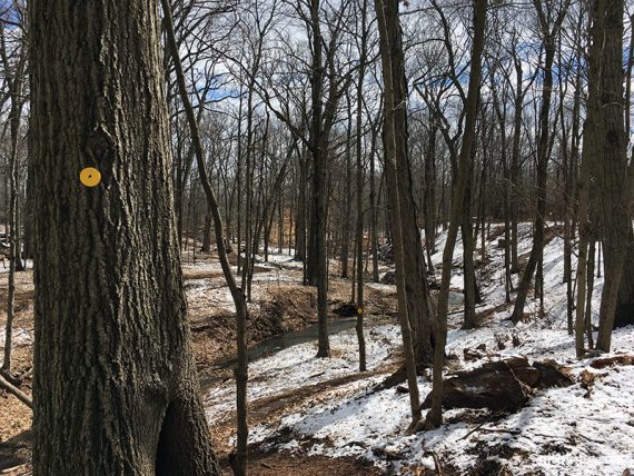 YELLOW trail along Buell Brook